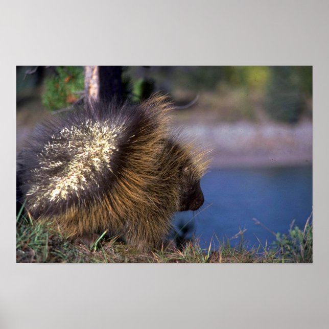 Porcupine Poster (Vorne)
