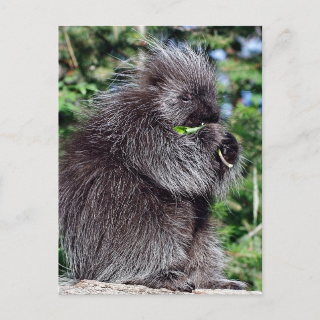Porcupine Postkarte (Vorderseite)