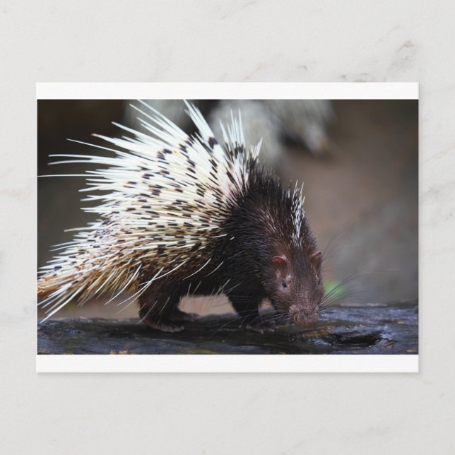Porcupine Postkarte (Vorderseite)