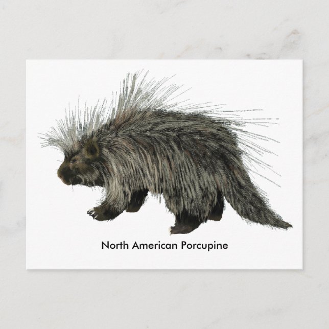 Porcupine Postkarte (Vorderseite)