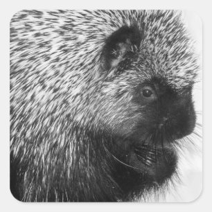 Porcupine Quadratischer Aufkleber
