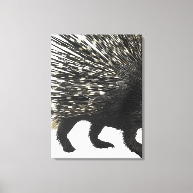 Porcupine-Quillen Leinwanddruck (Vorderseite)