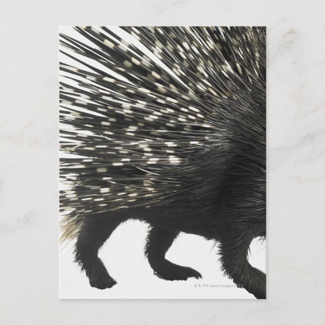 Porcupine-Quillen Postkarte (Vorderseite)