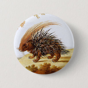Porcupine - Vintage Porcupine-Malerei (Detail) Button