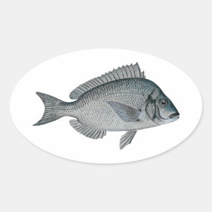 Porgy - Scup Ovaler Aufkleber