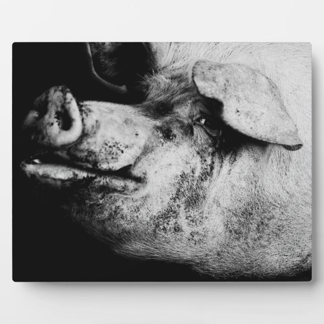 porker portrait fotoplatte (Vorderseite)