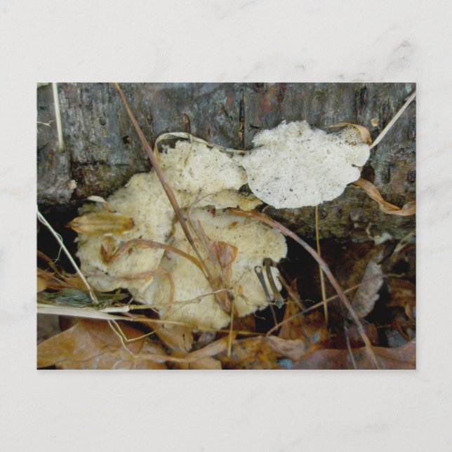 Porous Shelf Fungus Postkarte (Vorderseite)