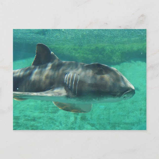 Port Jackson Shark Postkarte (Vorderseite)