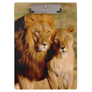 Porte-bloc Afrique, Namibie, Okonjima. Lion & lionne