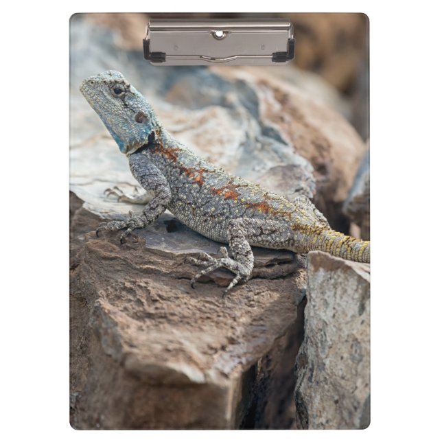 Porte-bloc Agama à tête bleue (Devant)