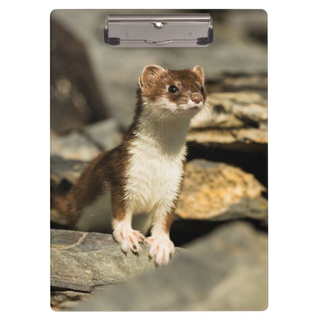 Porte-bloc Alerte Weasel (Devant)