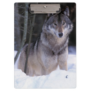 Porte-bloc Amérique du Nord, Canada, Est du Canada, Loup gris
