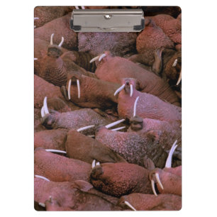 Porte-bloc Amérique du Nord, États-Unis, Alaska, Yukon Delta