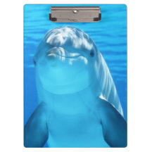 Animal marin de dauphin mignon en mer bleue