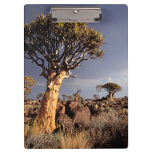 Porte-bloc Arbres à carquois (Aloe Dichotoma)