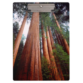 Porte-bloc Arbres séquoias géants à feuilles persistantes