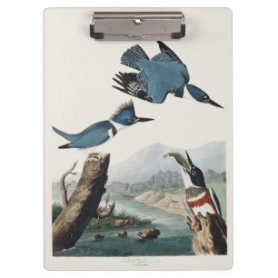 Porte-bloc Art vintage de l'Alcedo ceinturé d'Audubon