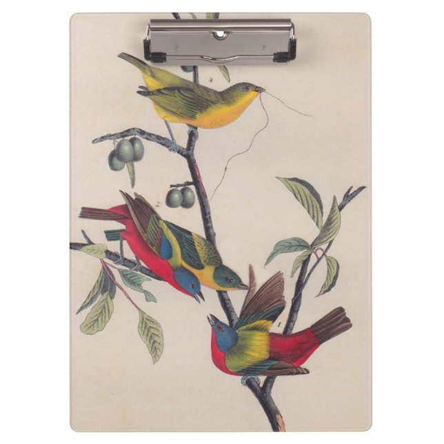 Porte-bloc Audubon Peint Bunting Bird Wildlife (Devant)