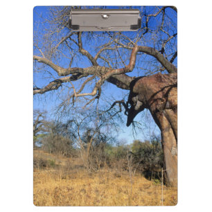 Porte-bloc Baobab (Adansonia Digitata), Parc national Kruger