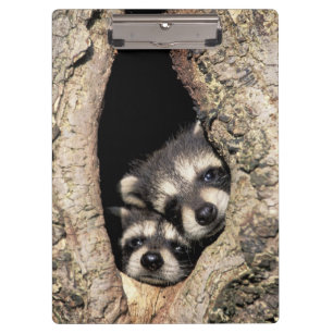 Porte-bloc Bébés ratons laveurs dans la cavité d'un arbre Pro