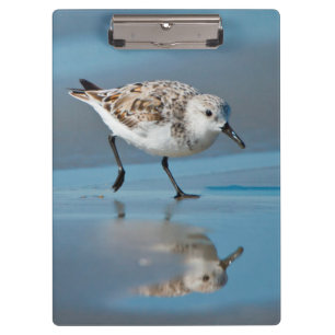 Porte-bloc Bécasseau Sanderling (Calidris Alba) Se Nourrissan