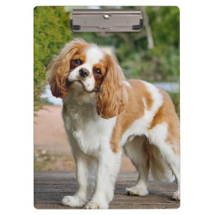 Porte-bloc Blenheim Cavalier King Charles Spaniel Chien