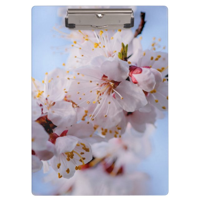 Porte-bloc Blossom des abricots japonais (Devant)
