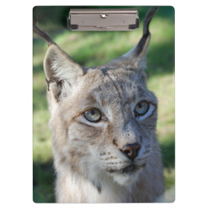 Porte-bloc BOBCAT ~ Luchs ~ Foto: Jean-Louis Glineur