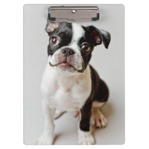 Porte-bloc Boston Terrier