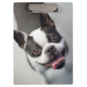 Porte-bloc Bouledogue français des images   de Getty