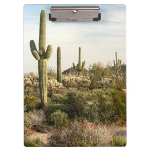Porte-bloc Cactus de Saguaro, Arizona, Etats-Unis