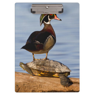 Porte-bloc Canard branchu mâle debout sur une Tortue à oreill