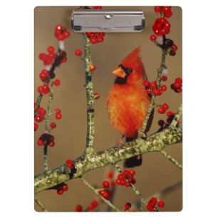 Porte-bloc Cardinal rouge mâle perché, IL