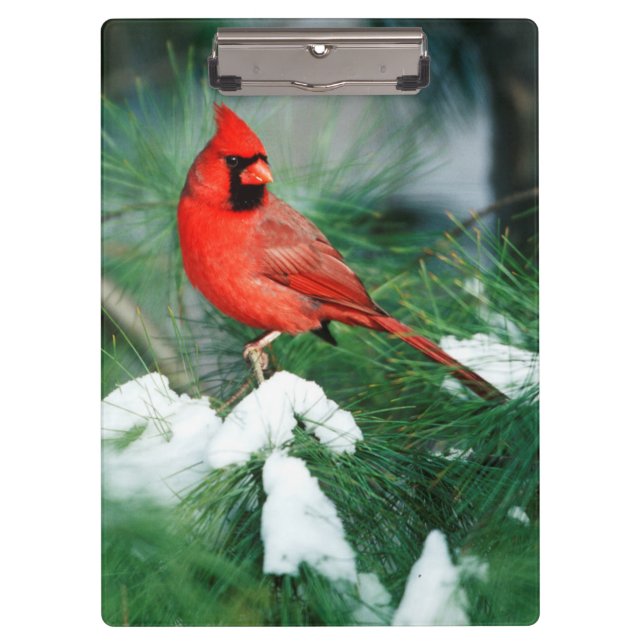 Porte-bloc Cardinal rouge mâle sur un arbre, IL (Devant)