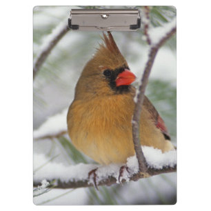 Porte-bloc Cardinalis femelle dans un pin enneigé,