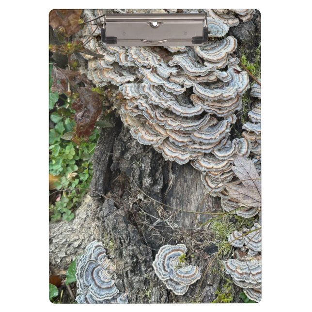Porte-bloc "Champignons de queue de Turquie" (Devant)