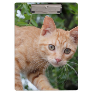 Porte-bloc Chat