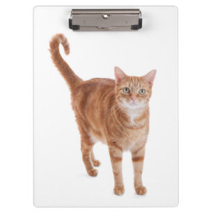 Porte-bloc Chat tigré orange