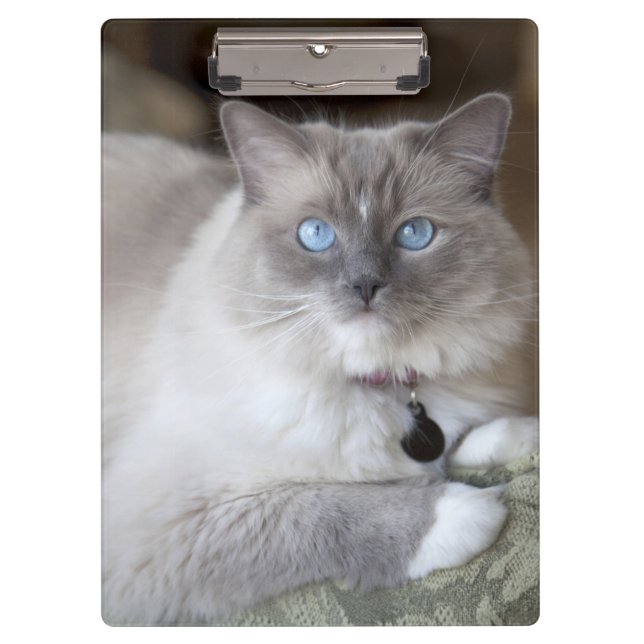 Porte-bloc Chatte Ragdoll (Devant)