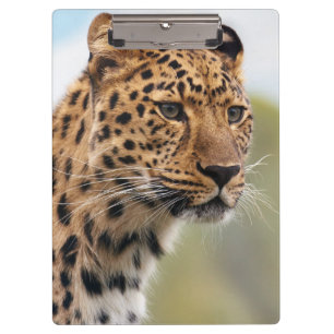 Porte-bloc Cheetah adulte shaggy en pleine nature