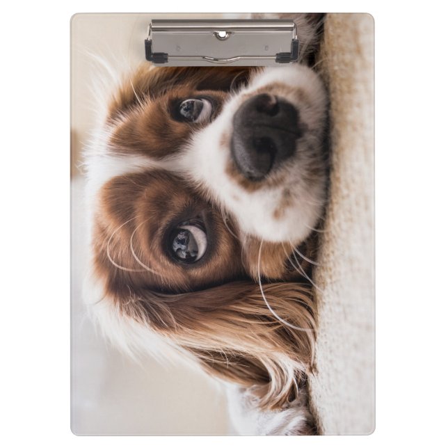 Porte-bloc Chien Espagnol Coqueur Triste (Devant)