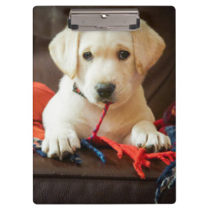 Porte-bloc Chiot des images de Getty sur un sofa