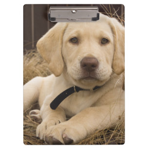 Porte-bloc chiot Labrador Retriever