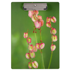 Porte-bloc Cœurs de papier (Rumex Woodii), Ukhahlamba