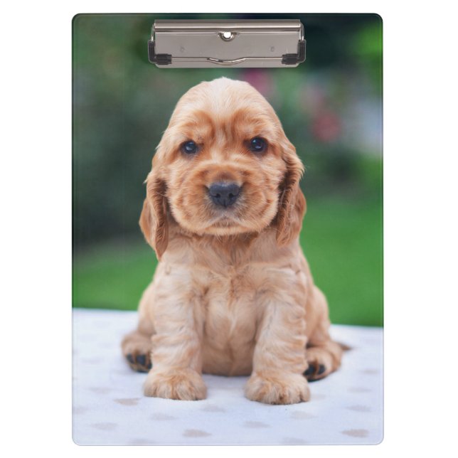 Porte-bloc Coker Spaniel (Devant)