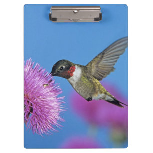 Porte-bloc Colibri à gorge rubis