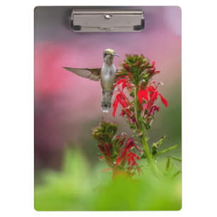Porte-bloc Colibri Et Fleur Cardinale