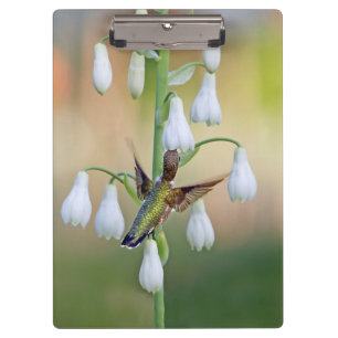 Porte-bloc Colibri Et Hyacinthe D'Été