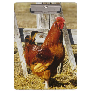 Porte-bloc Coq Rhode Island Red