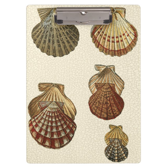 Porte-bloc Coquilles antiques craquelées (Devant)